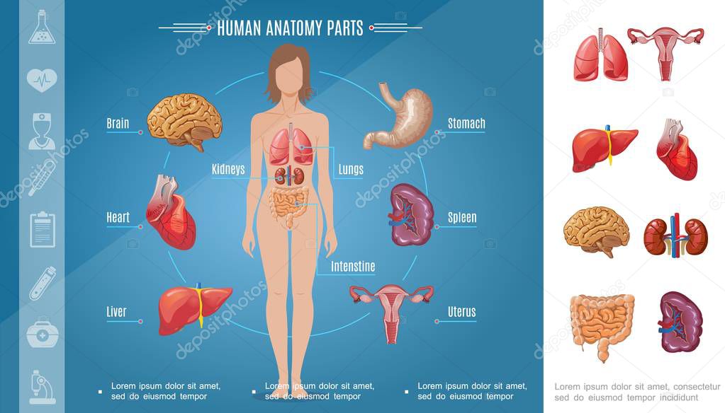 Cartoon Woman Body Organs Concept