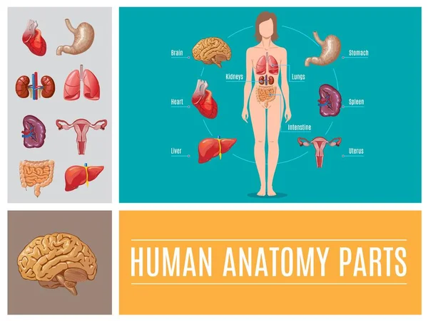 Karikatür insan anatomisi parçaları kavramı — Stok Vektör