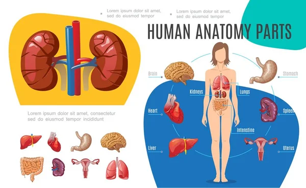 Modelo Infográfico de Anatomia Humana — Vetor de Stock