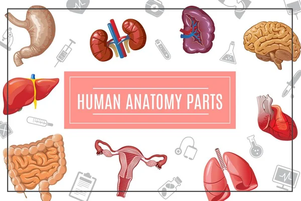Desenhos animados conceito de órgãos do corpo humano —  Vetores de Stock