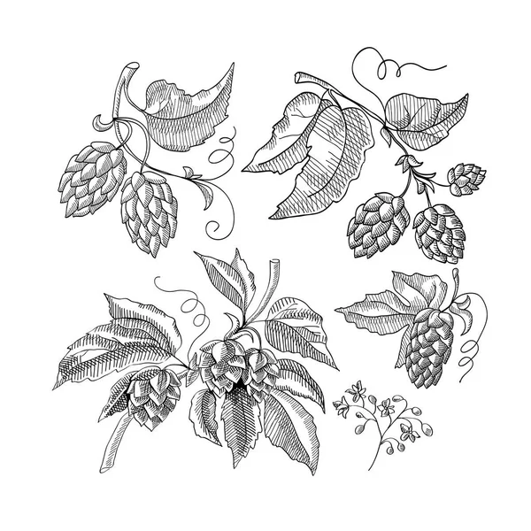 Sprig Of Hop Croquis décoratif — Image vectorielle