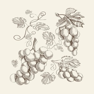 Dekoratif taze Berry kroki şablonu