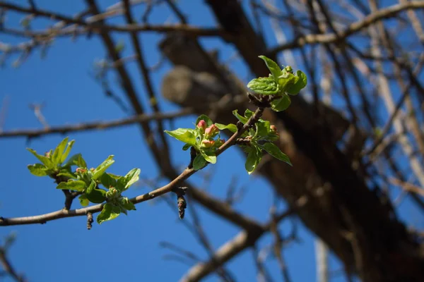 Blühende Bäume Frühlingsgarten — Stockfoto