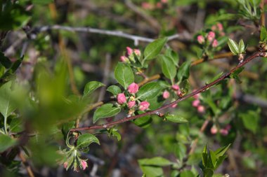 Bahar bahçe ağaçlarında çiçeklenme