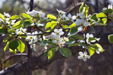 Bahar bahçe ağaçlarında çiçeklenme