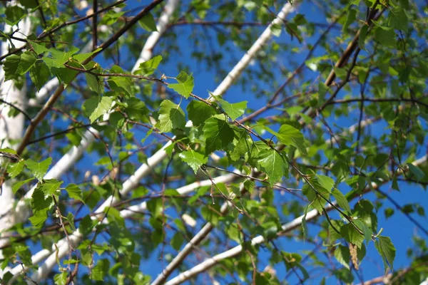 Abedul Sobre Fondo Cielo Azul —  Fotos de Stock