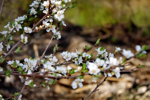 Bahar Bahçe Ağaçlarında Çiçeklenme — Stok fotoğraf