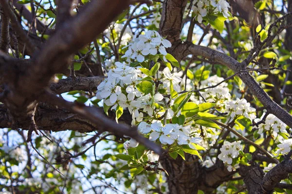 Blühende Bäume Frühlingsgarten — Stockfoto