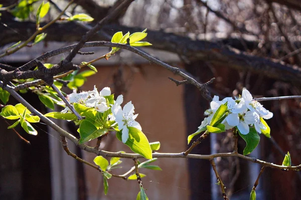 Frühling Alten Garten — Stockfoto