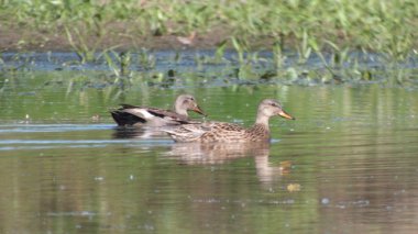 Bataklık gölünde vahşi ördekler