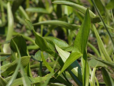 bataklık bir gölün yüzeyinde