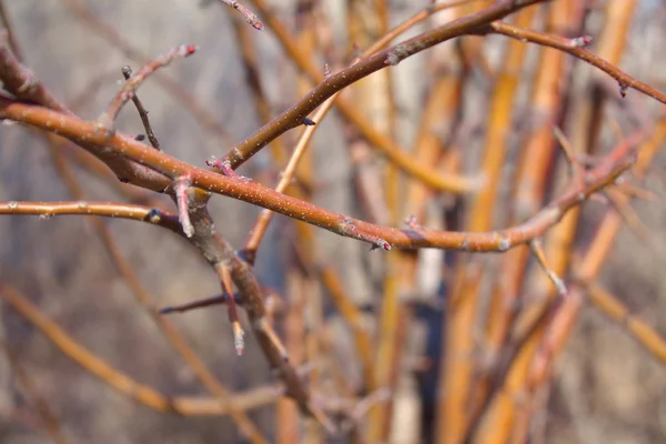 Wecken Frühling Die Äste Der Bäume — Stockfoto