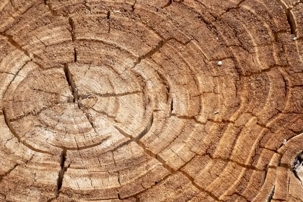 Pierścienie Pnia Drzewa Przetarte — Zdjęcie stockowe