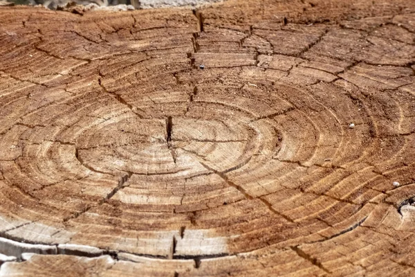 Pierścienie Pnia Drzewa Przetarte — Zdjęcie stockowe