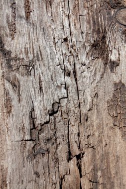 Yönetim Kurulu'nda ağaç yapısı