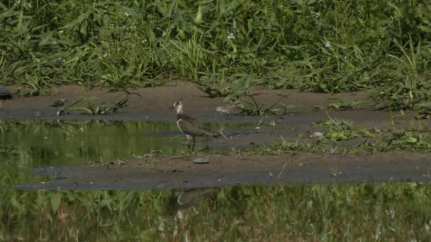 Kleine Vogels Vijver Een Achtergrond Van Groen — Stockvideo