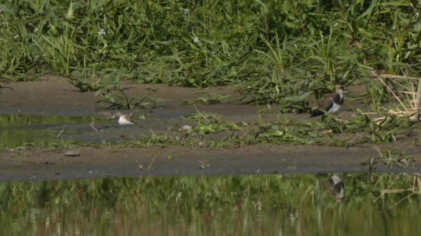 Kleine Vögel Auf Dem Teich Vor Grünem Hintergrund — Stockvideo