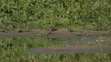 yeşillik bir arka plan üzerinde gölet üzerinde küçük kuşlar