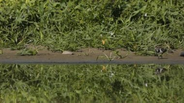 yeşillik bir arka plan üzerinde gölet üzerinde küçük kuşlar