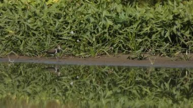 yeşillik bir arka plan üzerinde gölet üzerinde küçük kuşlar