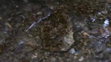 büyük ağaçların gölgesinde dere akan ve güneşte parlayan kristal berraklığında su