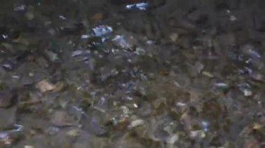 büyük ağaçların gölgesinde dere akan ve güneşte parlayan kristal berraklığında su