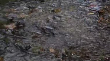 büyük ağaçların gölgesinde dere akan ve güneşte parlayan kristal berraklığında su