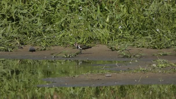 Kleine Vogels Vijver Een Achtergrond Van Groen — Stockvideo