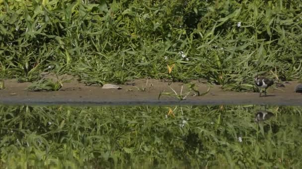 池塘上的小鸟在绿色的背景下 — 图库视频影像