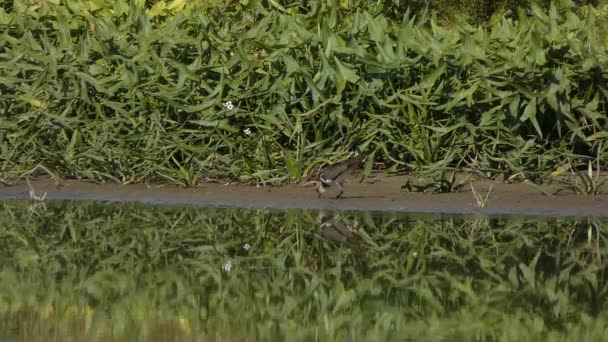 Pequenos Pássaros Lagoa Fundo Vegetação — Vídeo de Stock