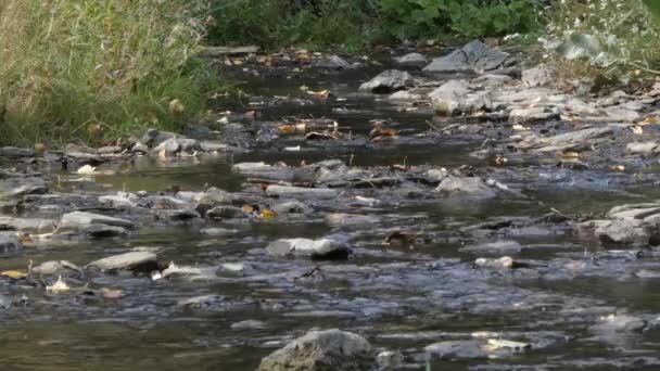 Кришталева Прозора Вода Тече Течії Тіні Великих Дерев Світиться Сонці — стокове відео