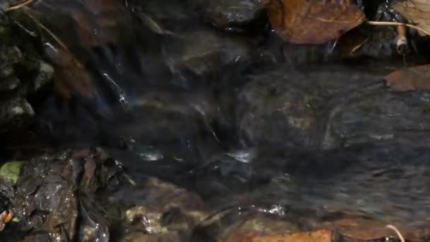 Agua Cristalina Que Fluye Arroyo Sombra Grandes Árboles Que Brilla — Vídeos de Stock