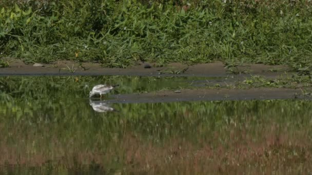 池の岸のカモメは慎重にトラクターの音に反応します — ストック動画