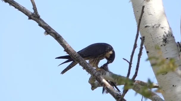 Falcon Chytil Rychle Pojedl Oběda — Stock video