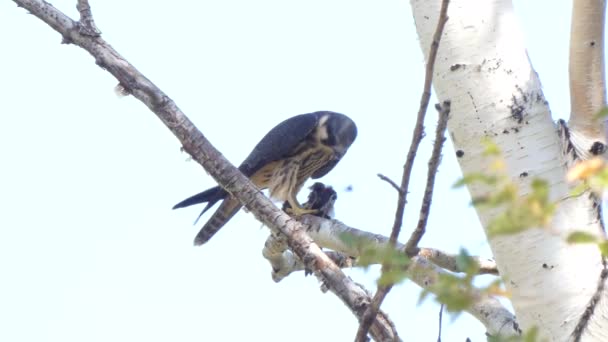 Falcon Gevangen Eet Een Swift Lunch Predator — Stockvideo