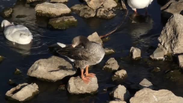 アヒルは川の岩の上に座り 羽をきれいにする — ストック動画