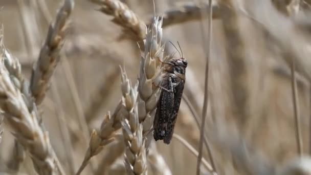 Gafanhoto Sentado Sobre Espigas Trigo Campo — Vídeo de Stock