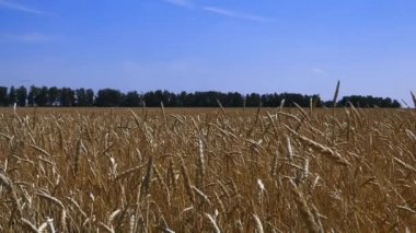 orman ve mavi gökyüzü arka planda buğday tarlası