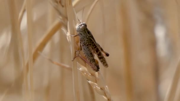 Saltamontes Sentados Sobre Espigas Trigo Campo — Vídeos de Stock