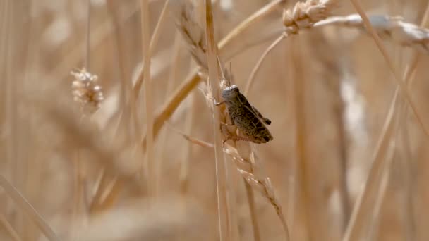 坐在田里的小麦耳朵上的蝗虫 — 图库视频影像