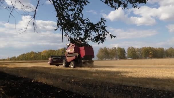 Уборочная Техника Работает Полях Пшеницы — стоковое видео