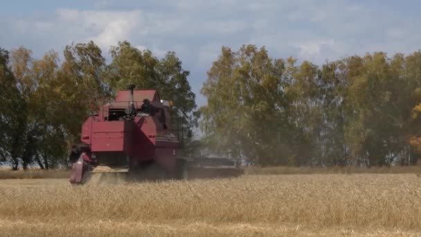 Trabalhos Equipamento Colheita Nos Campos Trigo — Vídeo de Stock