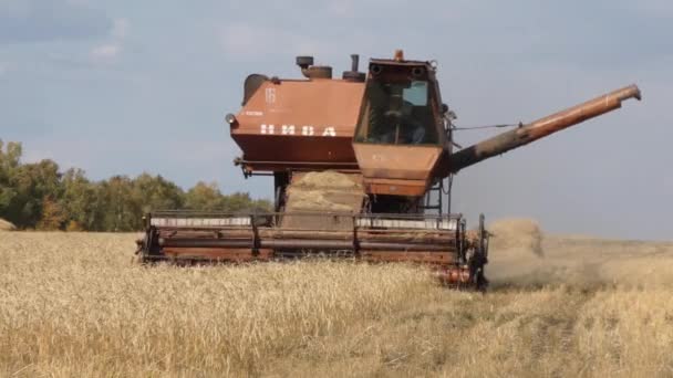 Trabalhos Equipamento Colheita Nos Campos Trigo — Vídeo de Stock