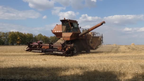 Maquinaria Cosecha Trabaja Los Campos Trigo — Vídeos de Stock