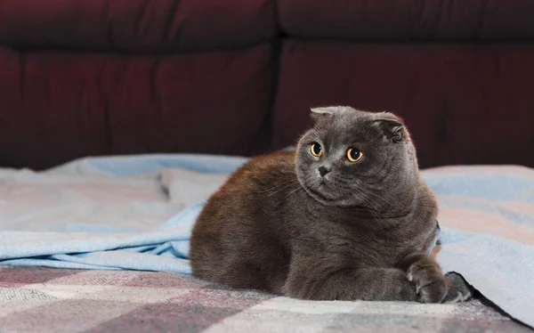Scottish Folded Cat Lies Sofa — Stock Photo, Image