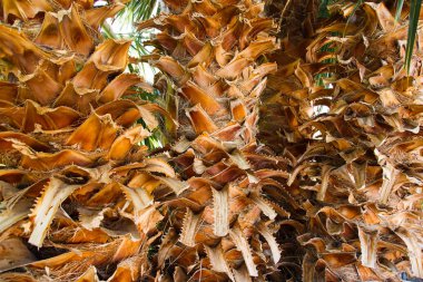 Palmiye ağaç kabuğu görünümünü