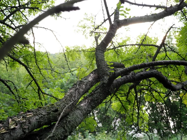 The arms of the tree.