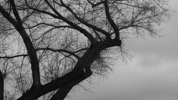 Bare Tree Branches Lead Gray Sky — Stock Photo, Image