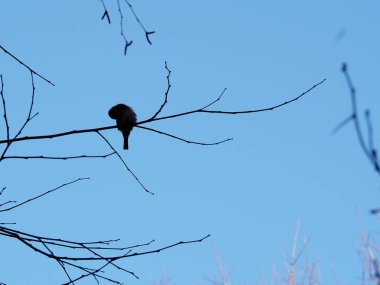 Serçe Park'taki tüyleri temizliyor.