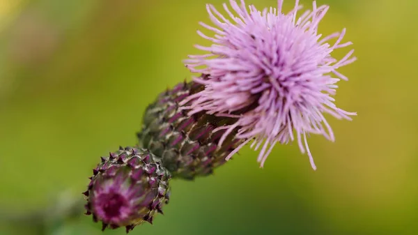 Floração Bardana Lilás Primavera — Fotografia de Stock